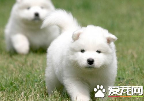 萨摩耶犬咳嗽 主要是由于气温差变化较大引起