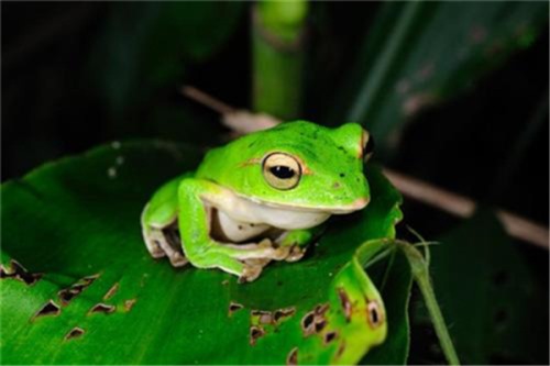 翡翠树蛙 属于树蛙科生物 喜欢在亚热带生存