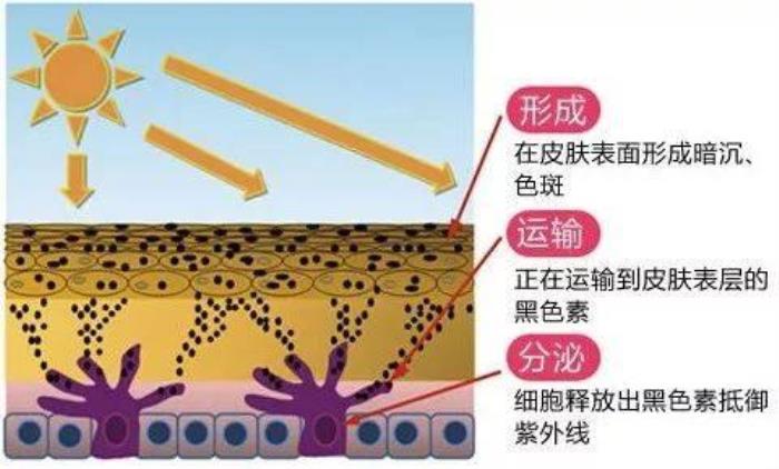 皮肤黑怎么变白（一次性告诉你变白的全部方法）