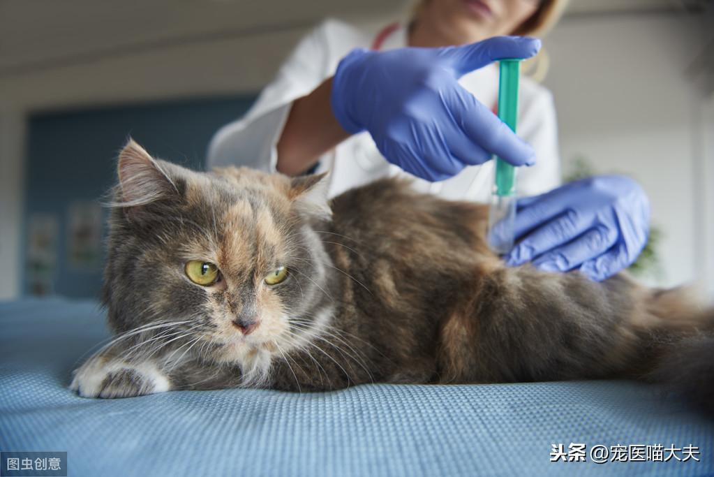 求思：猫咪得了肝炎怎么办？猫肝炎的病因有哪些？找准病因，及时治疗才是关键