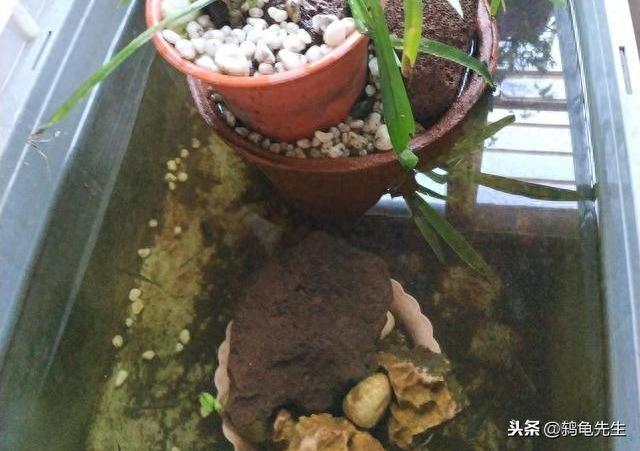 伤如之何？解决花龟腐皮腐甲很简单，掌握正确的换水方法就可以（花龟腐皮病会自愈吗）