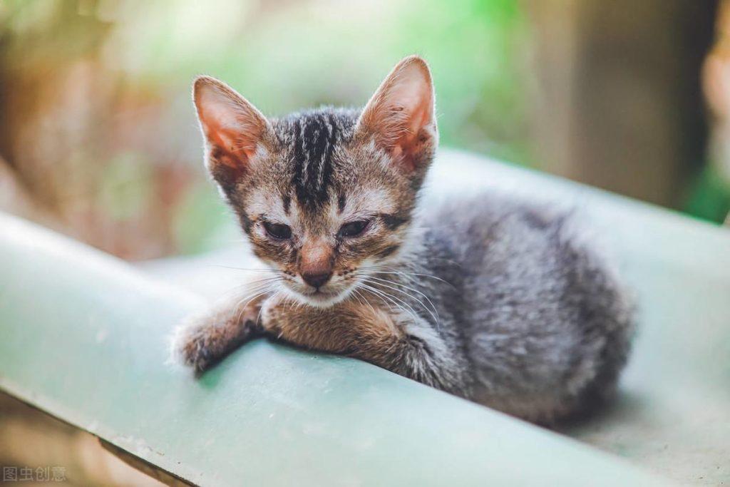 蒹葭：猫吃鸡肝会中毒？是长期吃鸡肝，真的会出现很多问题，建议不能长期吃