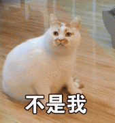 室家：猫咪老是有眼屎？那可不是上火那么简单，也有这四种原因