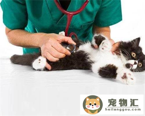 求思：小猫多大可以驱虫（怎么判断猫要不要驱虫及注意事项）