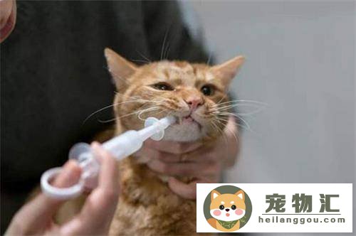 求思：小猫多大可以驱虫（怎么判断猫要不要驱虫及注意事项）