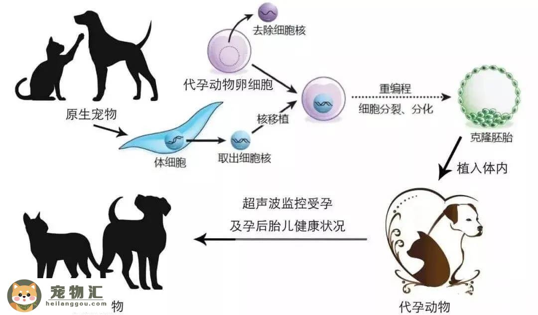 为什么说上海奶奶花18万克隆重病的爱犬，仅外貌相似