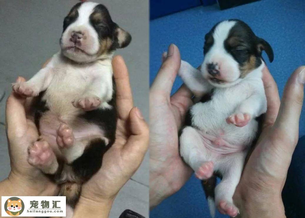 为什么说上海奶奶花18万克隆重病的爱犬，仅外貌相似