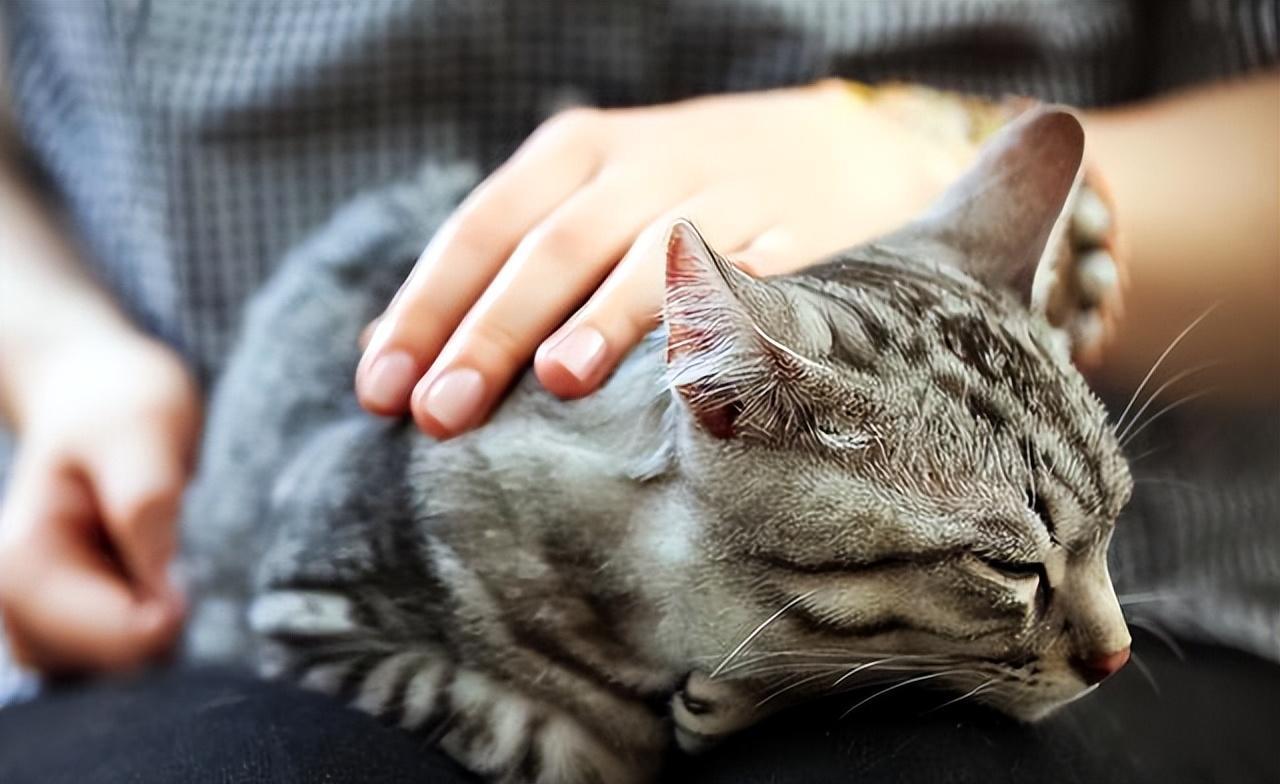 嗣音？猫咪面对陌生人时的紧张行为：背后的原因解析