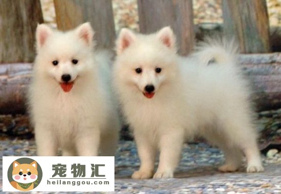 伤如之何？银狐犬怎么挑选 银狐犬挑选方法