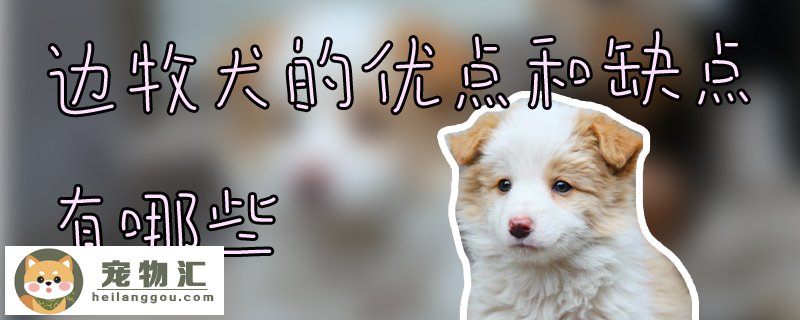 求思：边牧犬的优点和缺点有哪些