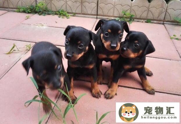 瞻望：迷你杜宾犬和小鹿犬对比哪个好(迷你杜宾犬和小鹿犬一样吗)