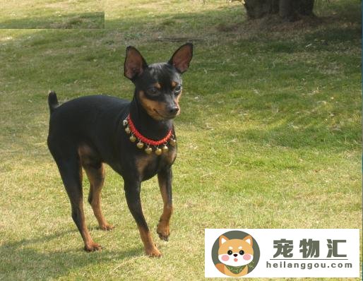 瞻望：迷你杜宾犬和小鹿犬对比哪个好(迷你杜宾犬和小鹿犬一样吗)