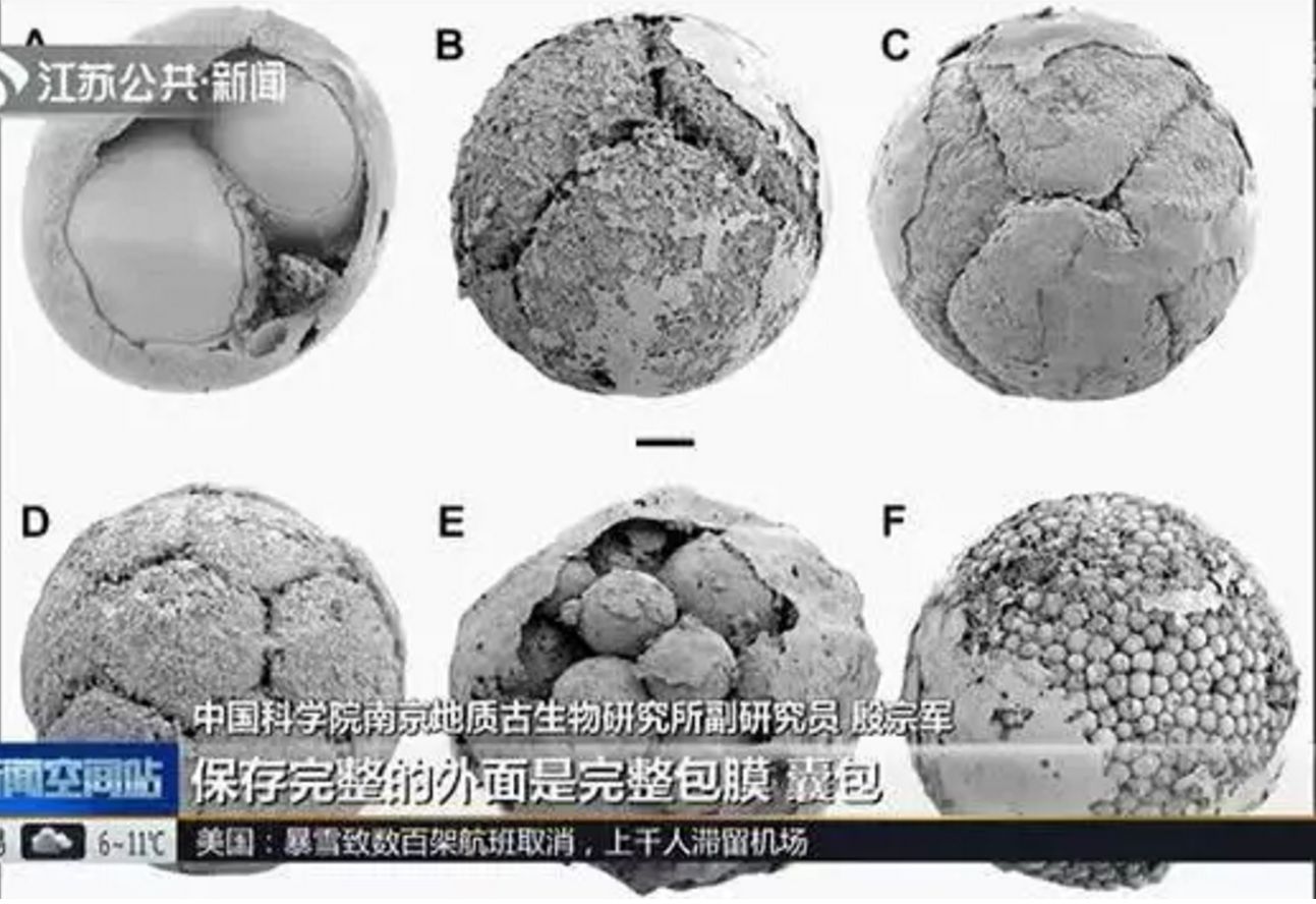 这才是古代的银子 相貌丑陋表面布满了牙印