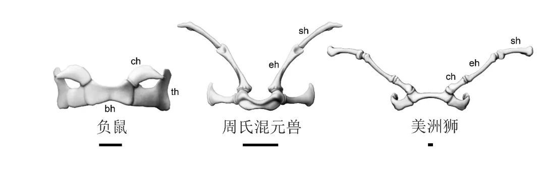 科学家发现混元兽是怎么回事?