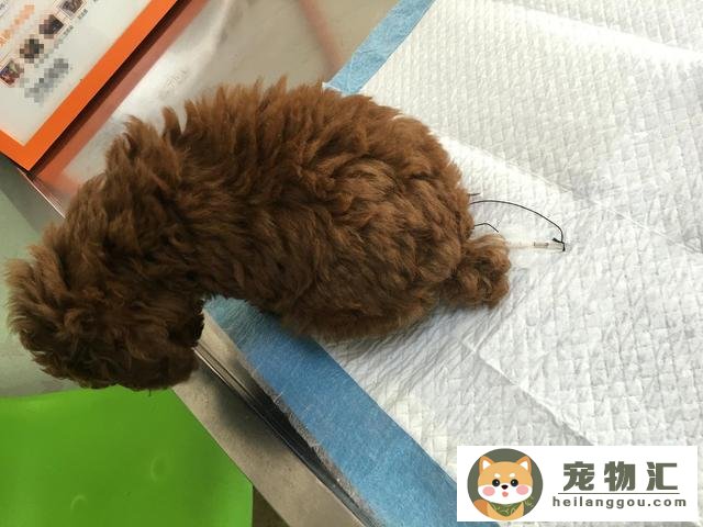 爱犬便便能看出狗狗健康状况吗(狗狗的粪便能判断能长多重么)