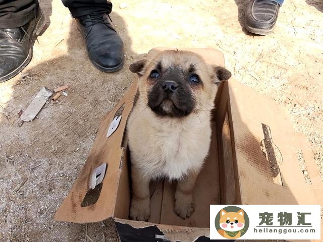 爱犬便便能看出狗狗健康状况吗(狗狗的粪便能判断能长多重么)