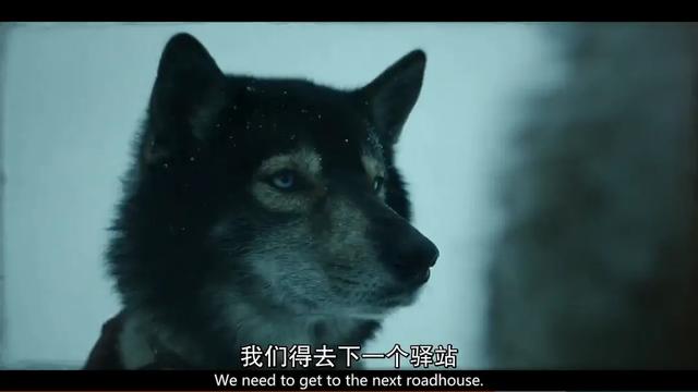 电影灵魂其实是画面，《多哥》通过影调，表现人与动物的坚持