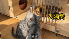 猫癣治疗全攻略：药物、隔离与营养补充三步走