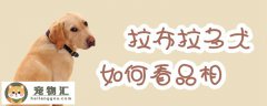 拉布拉多犬如何看品相