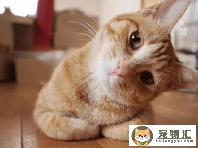 猫咪信任你的几个表现你知道吗(猫咪信任你的表现全中太幸福了)