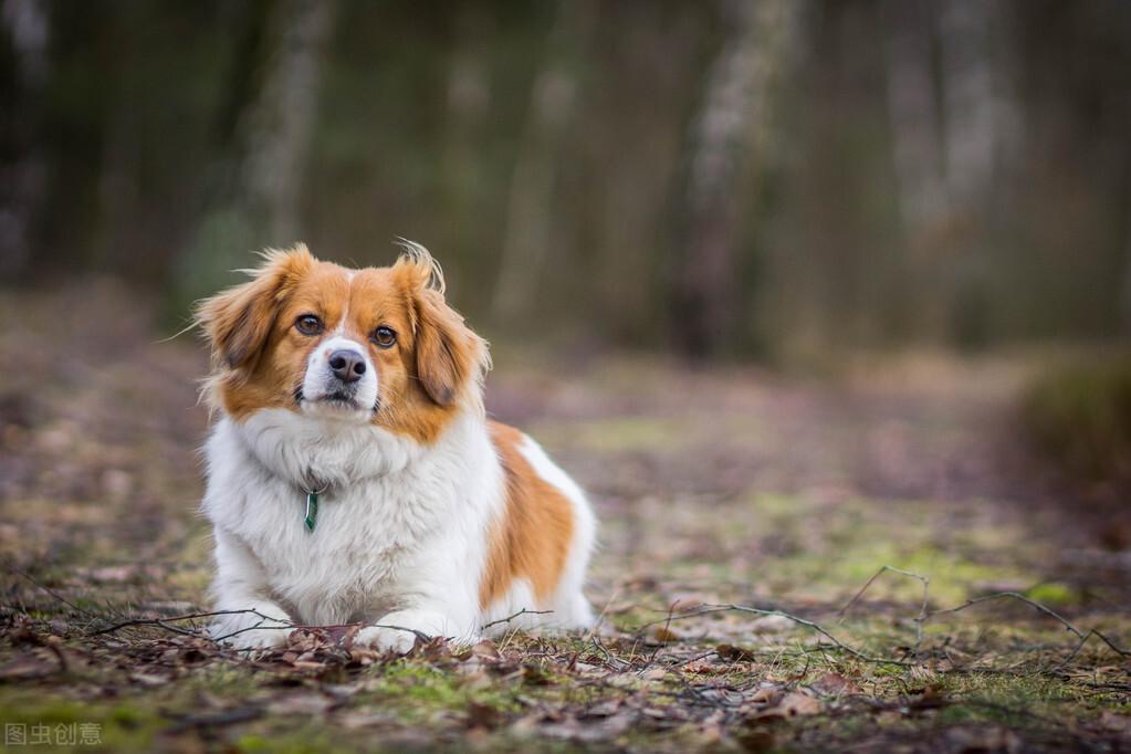 犬窝咳：理解它就不那么可怕了