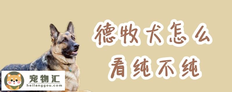 德牧犬怎么看纯不纯