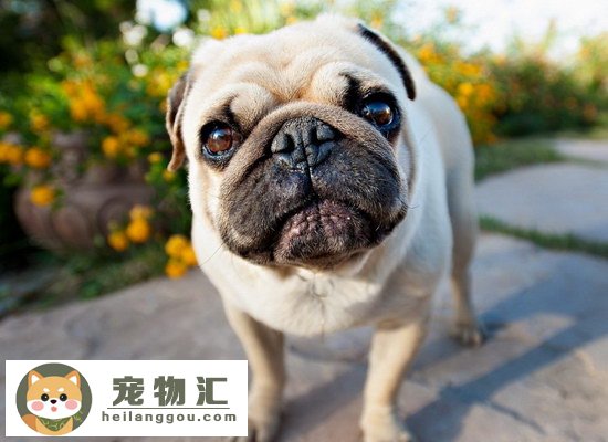 巴哥犬好养吗 八哥犬好不好养