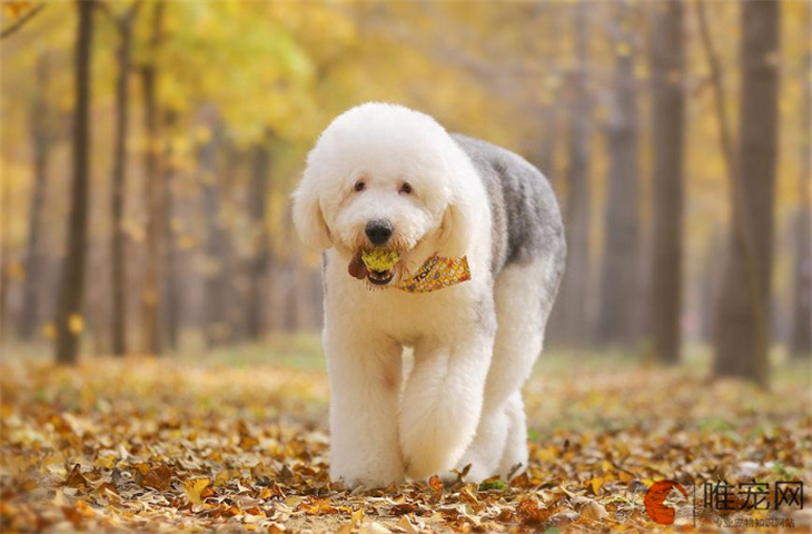 古代牧羊犬十大禁忌水果有哪些