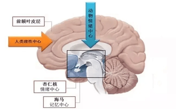 为什么记不住梦境内容,晚上做梦记不住是怎么回事