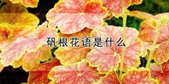 矾根的花语？矾根的寓意和象征是什么